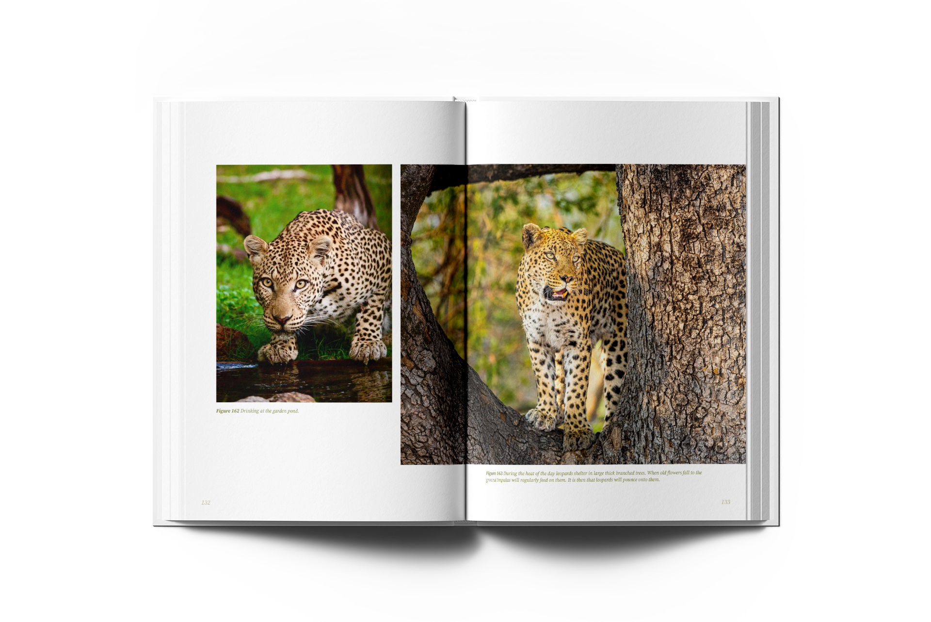 Coffee table book covers and spine