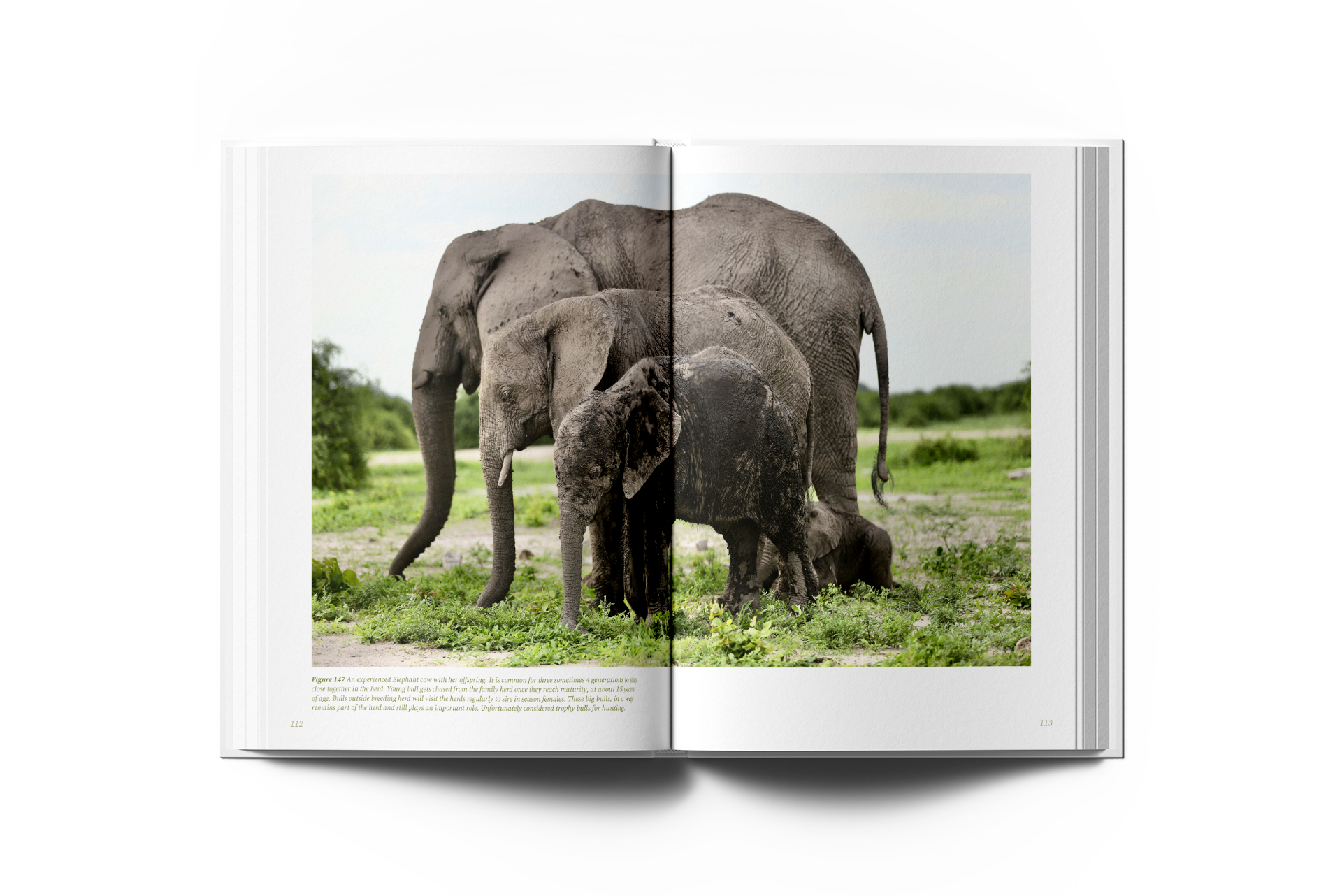 Coffee table book covers and spine
