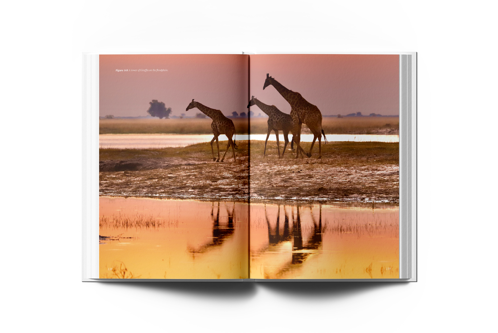 Coffee table book covers and spine
